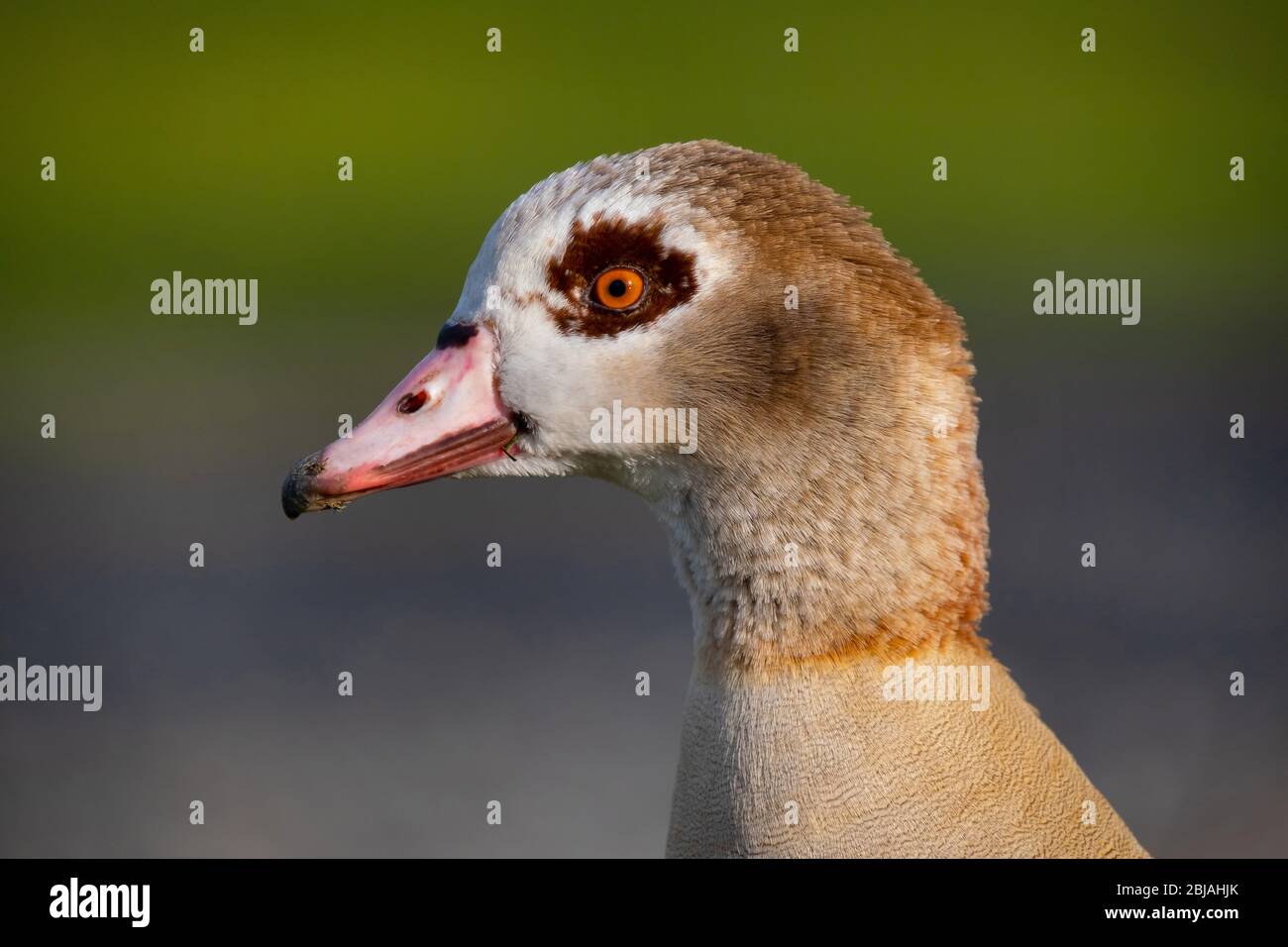 Nilgans (Alopochen Aegyptiacus), Porträt, Deutschland Stockfoto