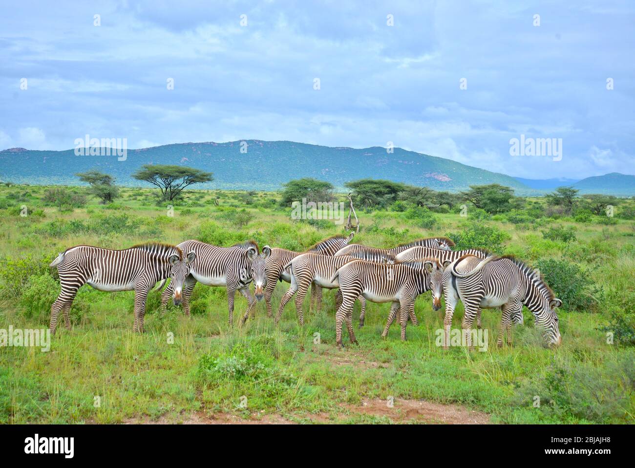 Herde gefährdeter Grevy's Zebra Entspannen Sie sich im halbwüsten Buffalo Springs Reserve in üppigem Grün nach schlimmsten Überschwemmungen seit 50 Jahren. Stockfoto