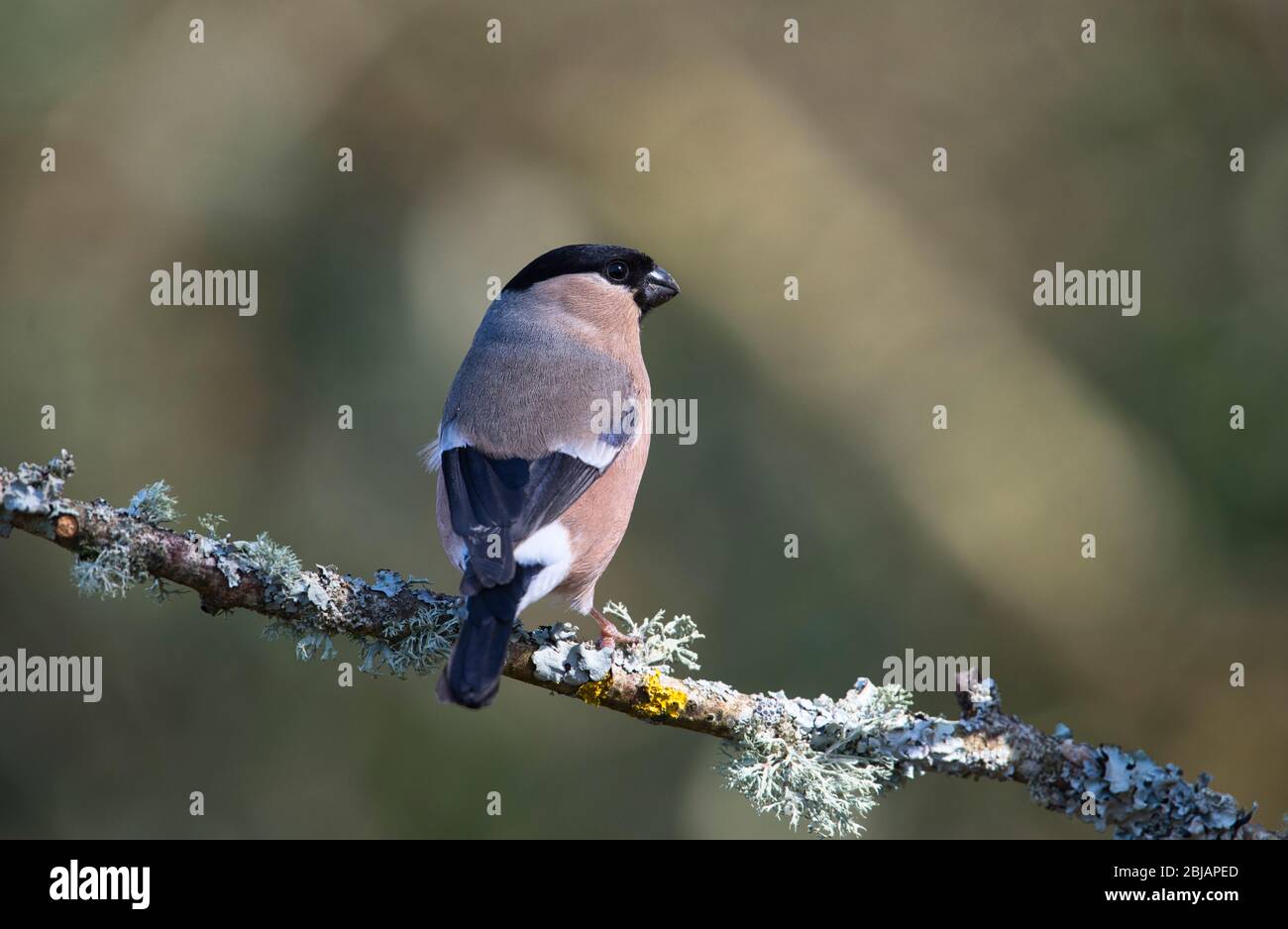 Weibliche eurasische Stierkampfarena (Pyrrhula pyrrhula) fotografiert im Frühjahr Stockfoto