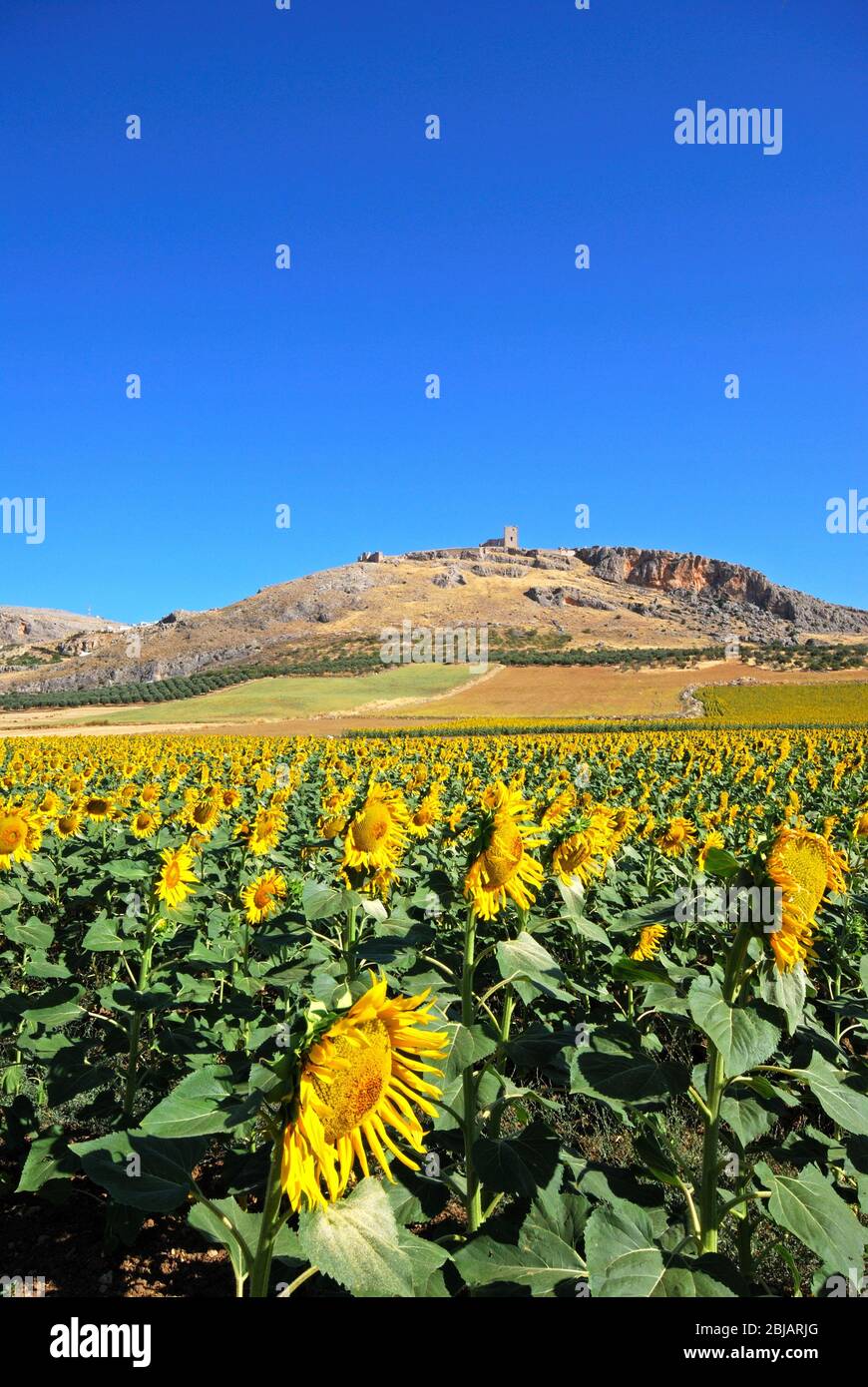 Sonnenblumenfeld mit Burgruine auf der Rückseite, Teba, Provinz Malaga, Andalusien, Spanien, Westeuropa. Stockfoto