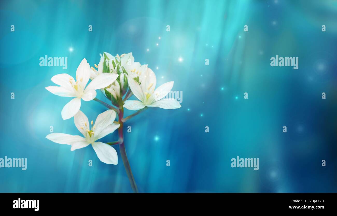 Schöne weiße Blume auf blauem Hintergrund im Frühjahr oder Sommer. Fantasie oder magische Tierwelt Bild. Stockfoto