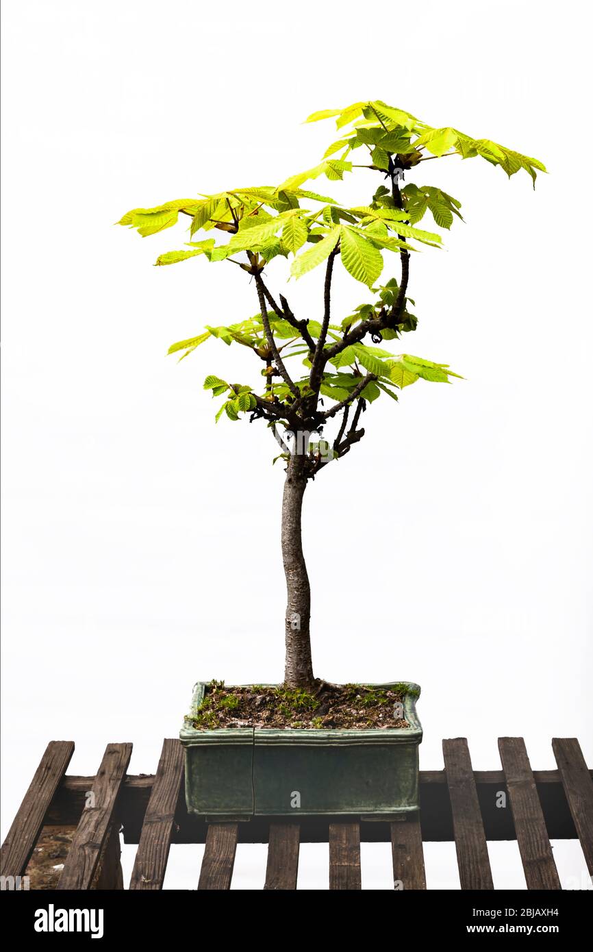 schwarzer bambus fargesia Fargesia nitida 'Black Pearl'