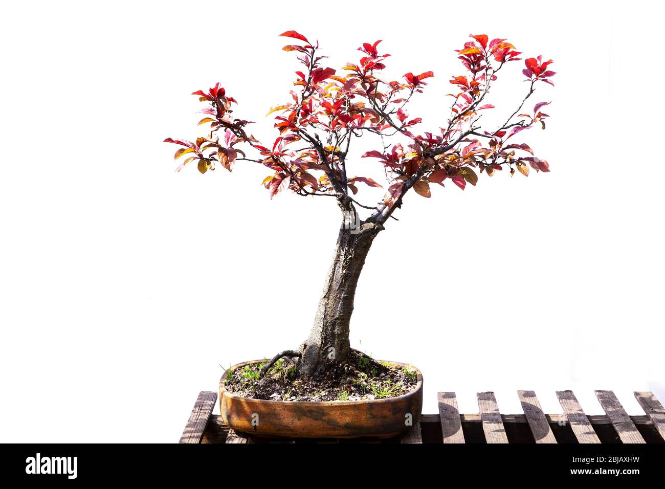 bonsai pinus thunbergii Pinus thunbergii  Bonsai winkel