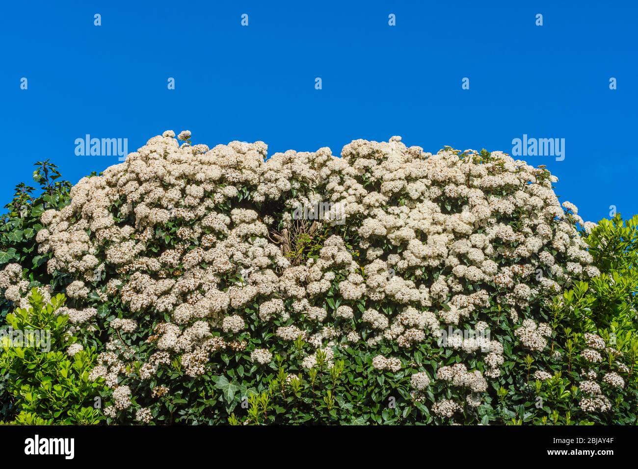 Weiß blühende asiatische Feuerholzstrauch (Pyramicantha rogersiana) Garten Strauch. Stockfoto