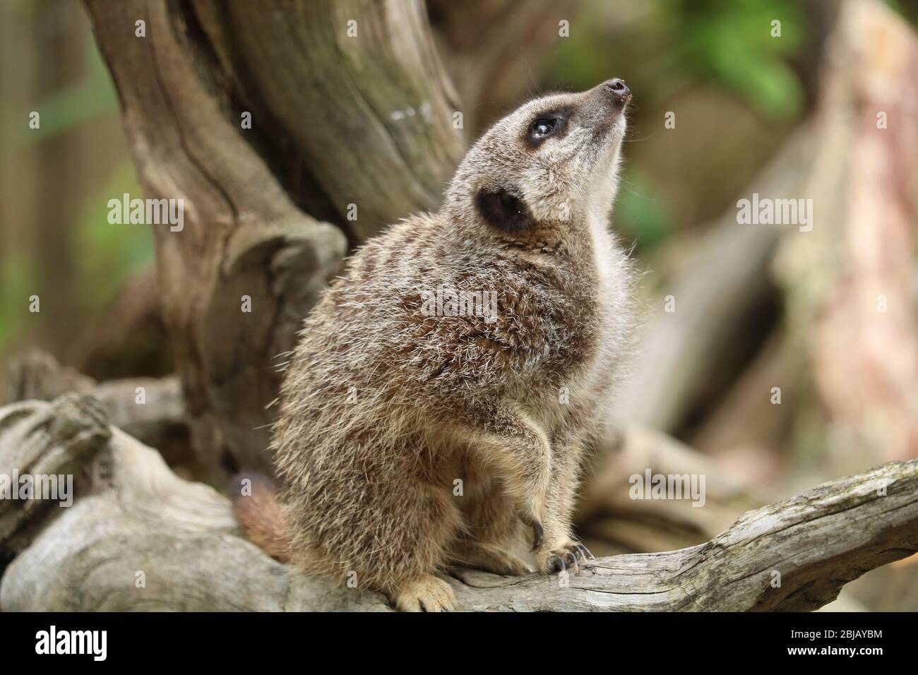 Meerkat (Suricata Surricatta) mit Blick auf den Knowsley Safari Park Stockfoto