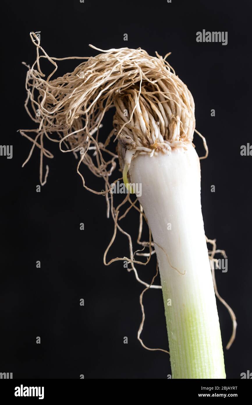 Trockener grüner Leek mit Wurzeln auf dunklem Hintergrund Stockfoto