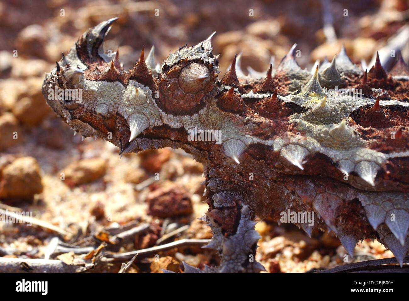 Getarnte dornige Teufel, Moloch horridus, Ameisenfressende Eidechse in Western Australia, Seitenansicht Stockfoto