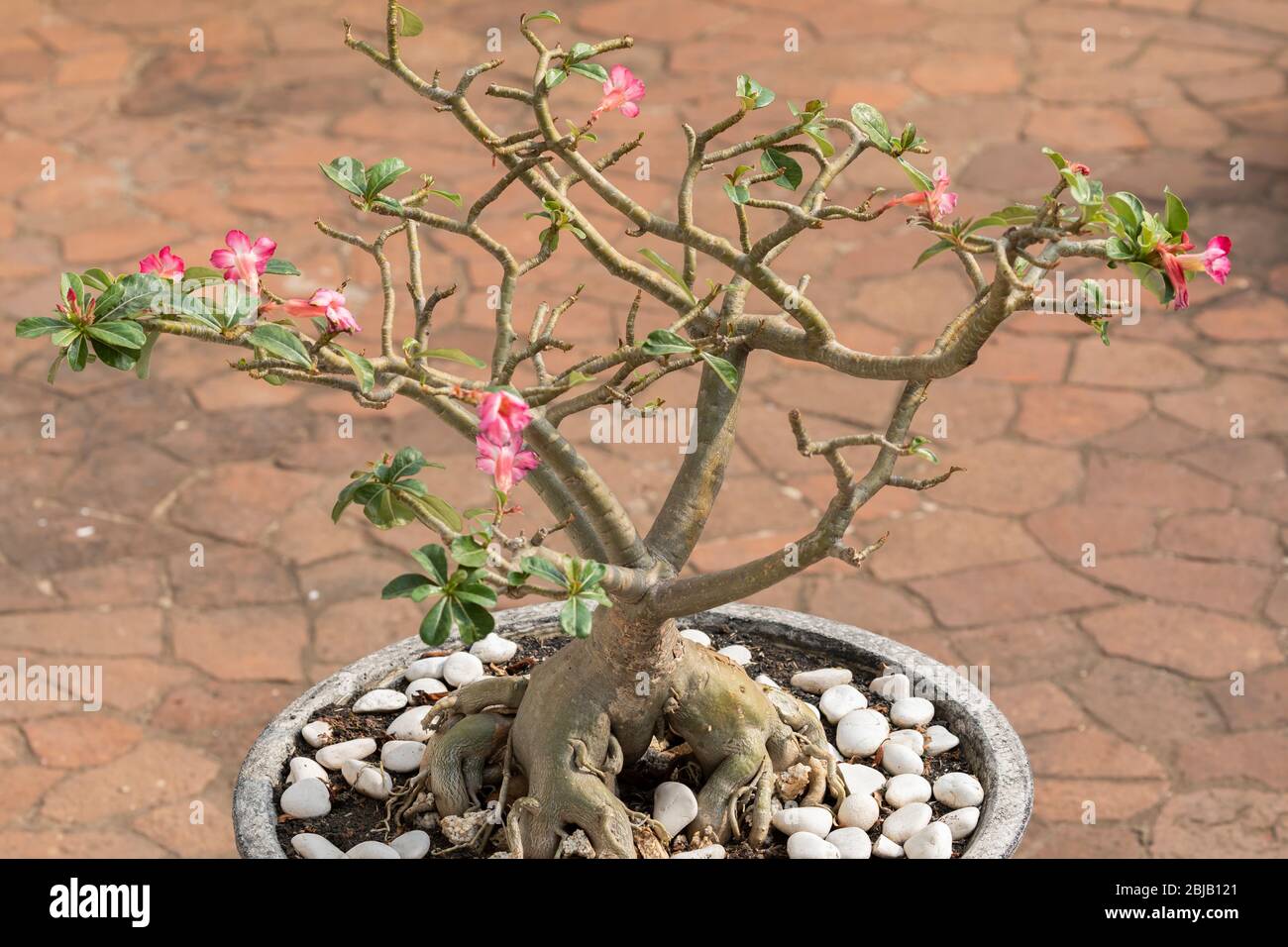 Topf mit einer Pflanze der Art Adenium obesum und Adenium multiflorum im zentralen Innenhof des Nationalmuseums von Indonesien. Stockfoto