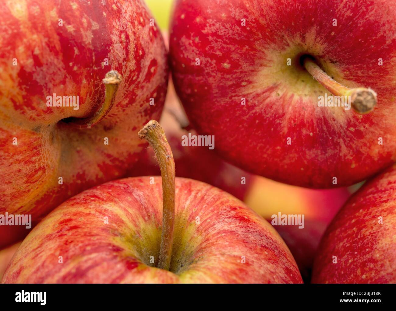 Königliche Gala-Äpfel, Nahaufnahme, Makro Stockfoto