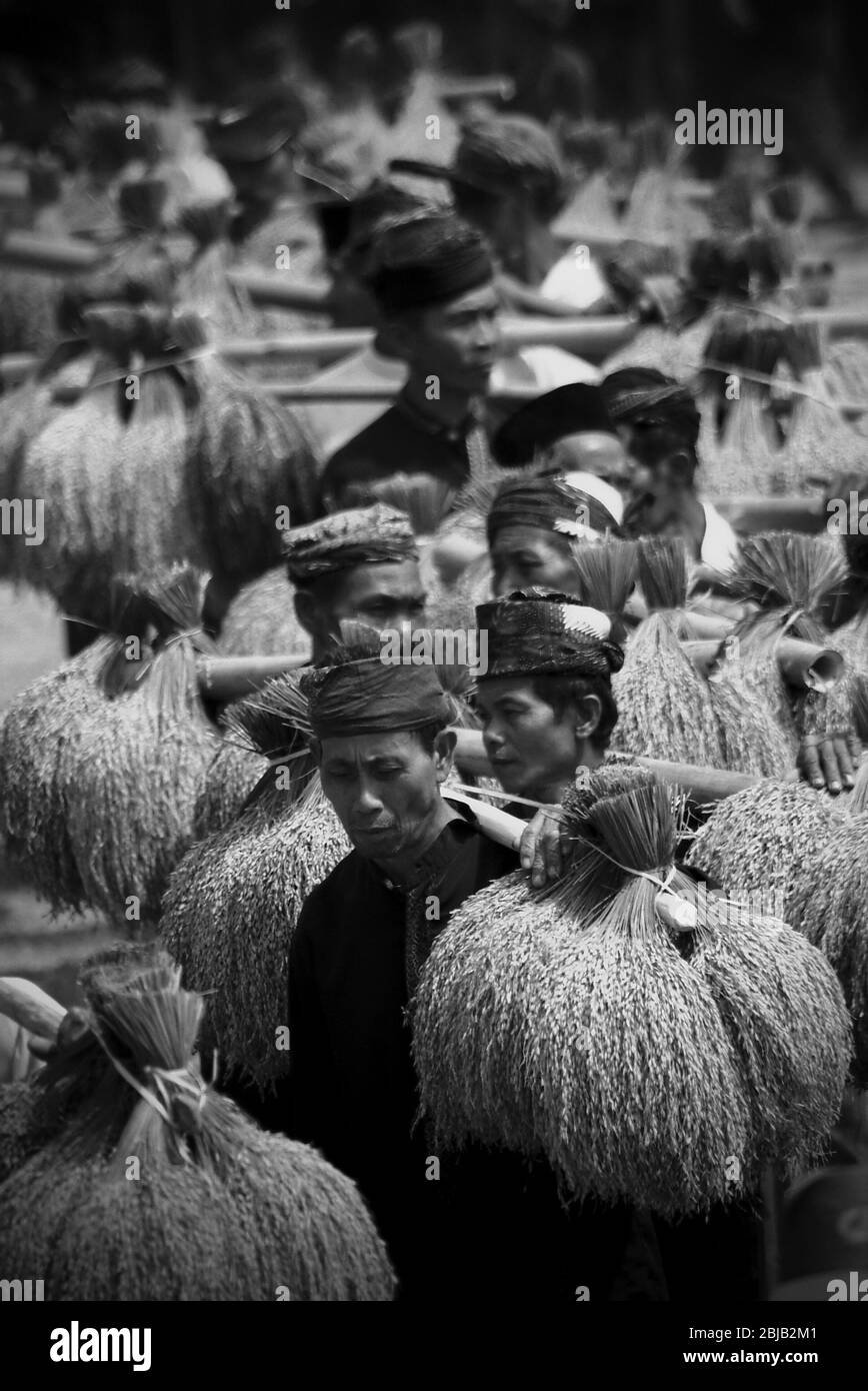 Die Ältesten der traditionellen Gemeinde, die während des jährlichen Erntedanksgiving-Festivals im traditionellen Dorf Ciptagelar in Cisolok, Sukabumi, West-Java, Indonesien, Reistrohbündel mit sich führen. Stockfoto