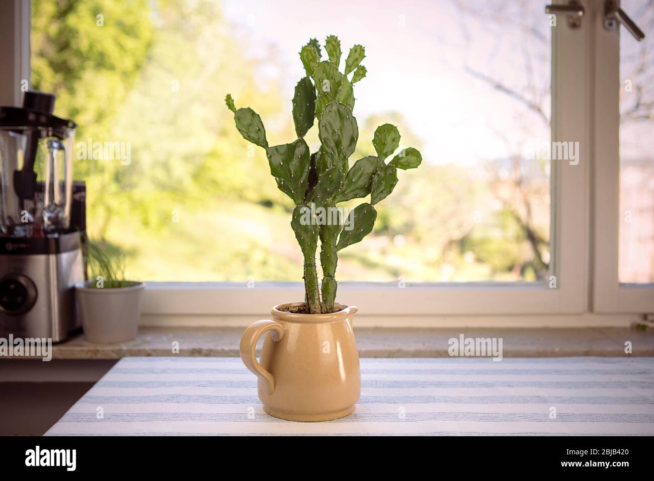 Kaktus in Blumentopf. Opuntia ficus-indica, Kaktusbirne oder indische Feige. Niedliche Kakteen Hauspflanze auf dem Tisch am Fenster. Stockfoto