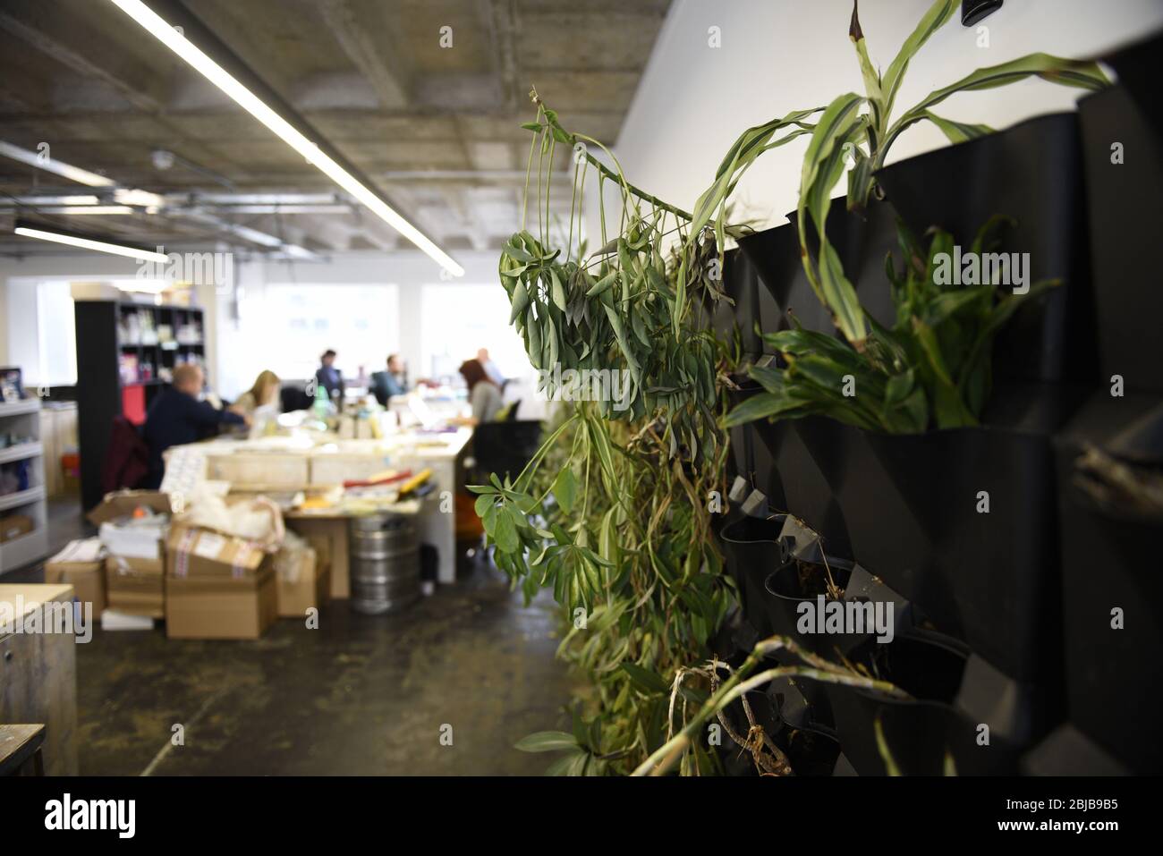 Ein trendy Büro für Hot Desking mit grünen Hauspflanzen eingerichtet. Offenes Konzept moderner Arbeitsumgebungen. Stockfoto