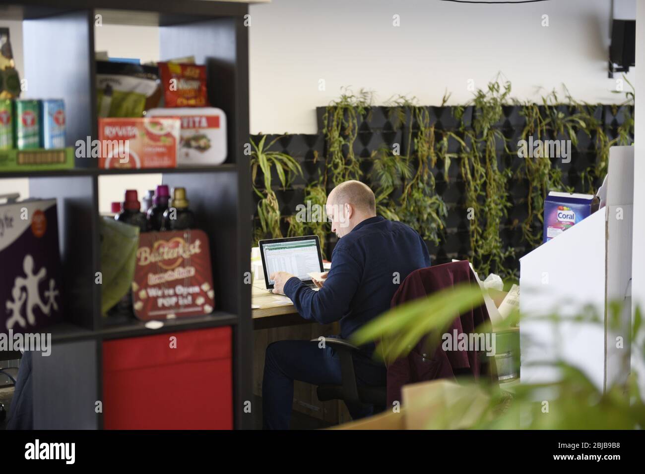 Ein trendy Büro für Hot Desking mit grünen Hauspflanzen eingerichtet. Offenes Konzept moderner Arbeitsumgebungen. Stockfoto