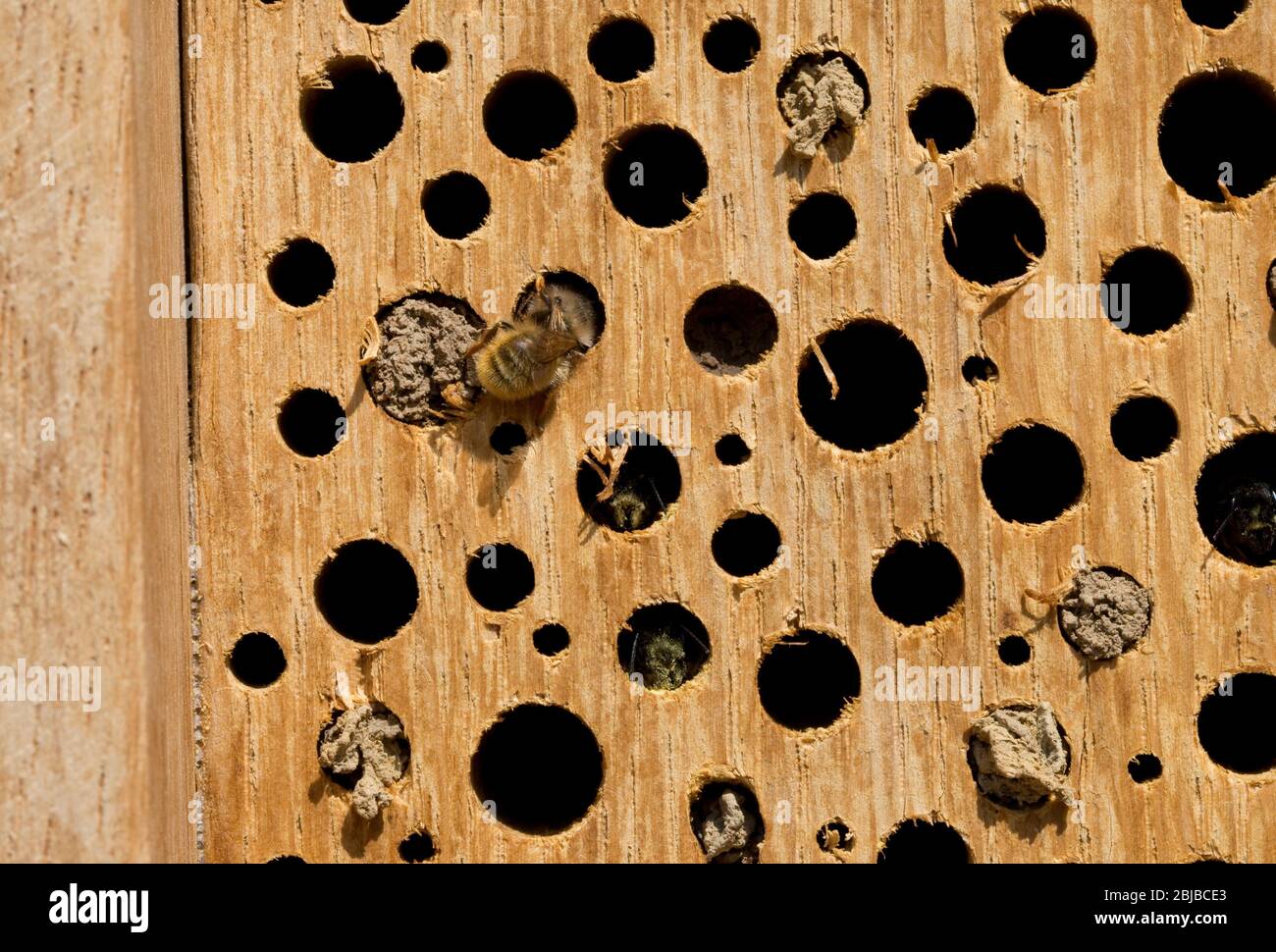 Solitär Bienen mit DIY Insekt Hotel durch Bohren variabel großen Loch in massiven Eichenblock UK gemacht Stockfoto