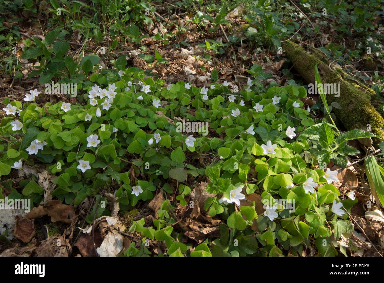 Patch of Wood Sorrel, Oxalis acetosella, Sussex, UK, April Stockfoto