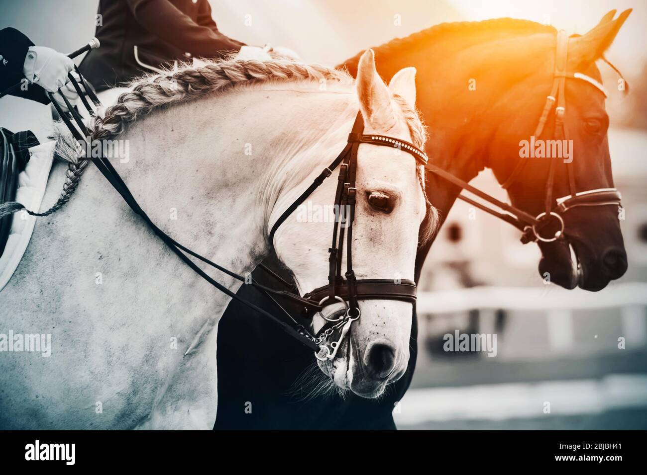 Zwei Pferde, ein weißes und ein schwarzes Pferd, galoppieren, beleuchtet im  hellen Sonnenlicht. Wettbewerbskampf Stockfotografie - Alamy