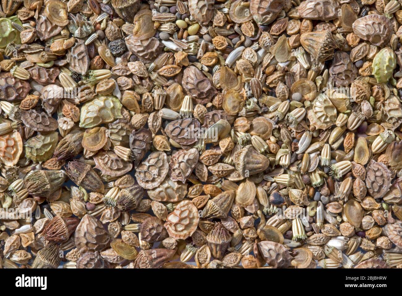 Nahaufnahme der Mischung aus 15 verschiedenen britischen einheimischen Wildblumensamen vor der Pflanzung Stockfoto