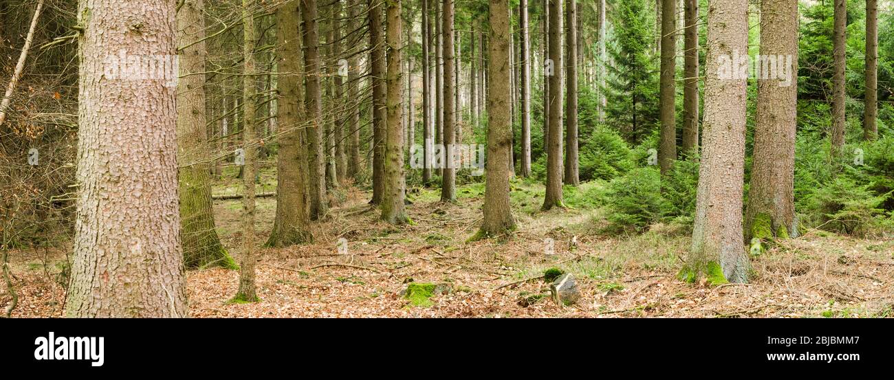 Wald in der ländlichen Landschaft, Westerwald Wälder in Rheinland-Pfalz, Deutschland, Westeuropa, Panorama, Panorama Stockfoto