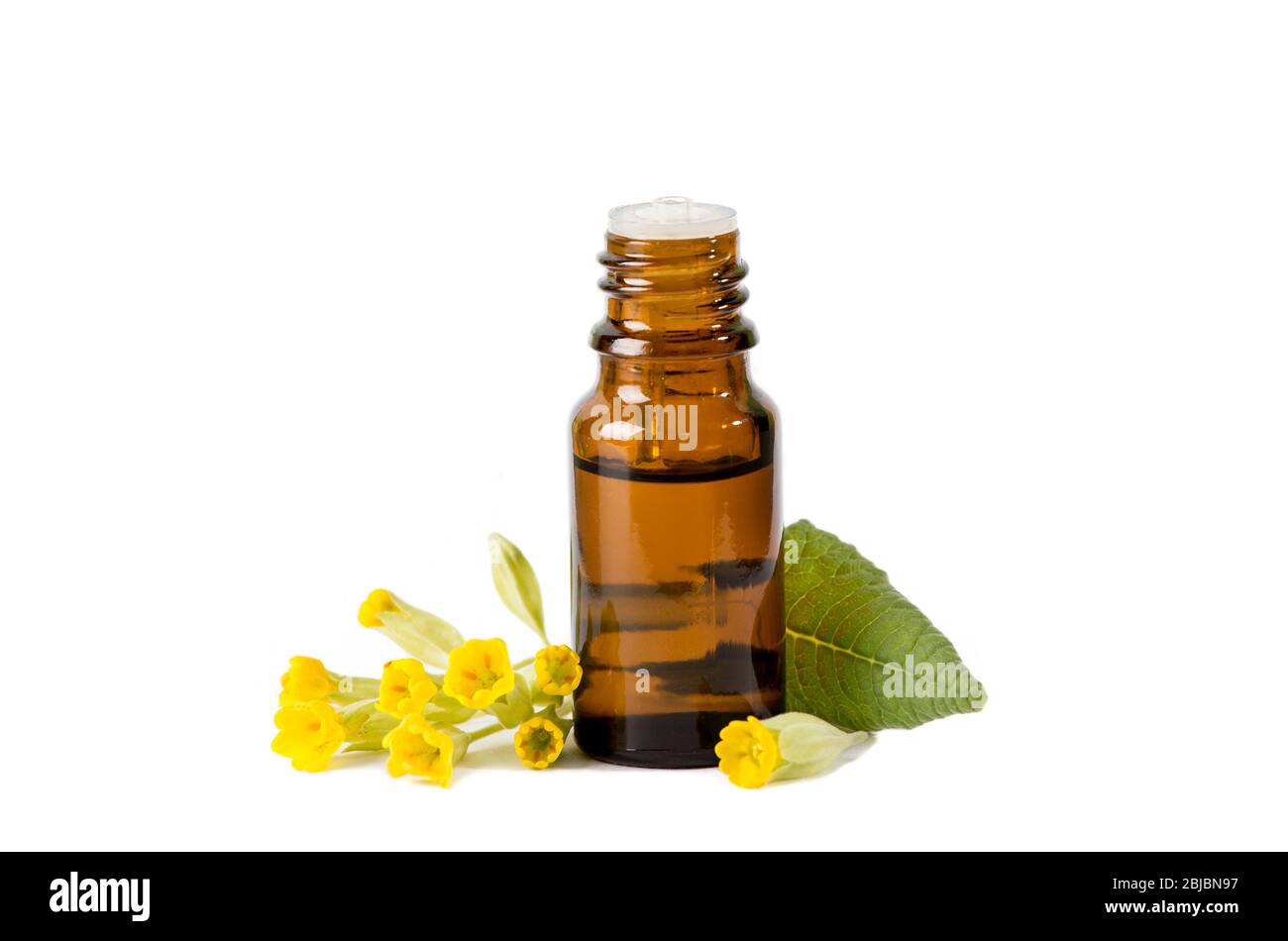 Primula veris (Kuhuntern, gemeiner Kuhuntern, Kuhuntern-Primeln; syn. Primula officinalis Hill Tinktur Öl in Flasche mit frischen Blättern und Blüten. Alternative Stockfoto