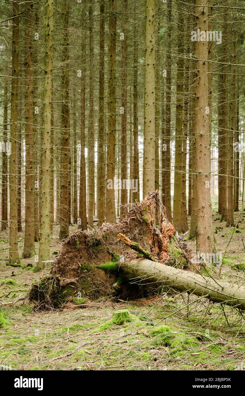 Wald in der ländlichen Landschaft, Westerwald Wälder in Rheinland-Pfalz, Deutschland, Westeuropa Stockfoto