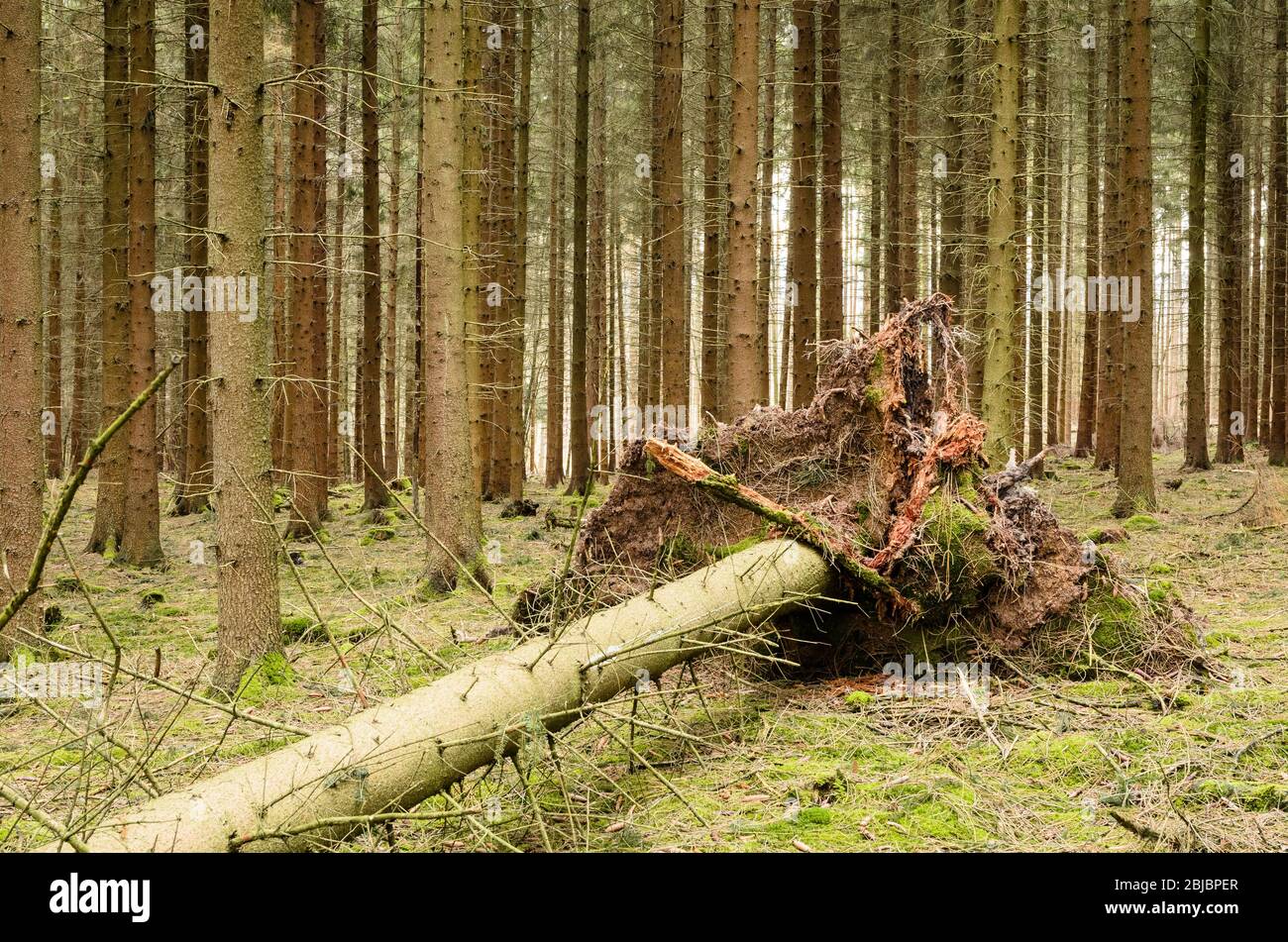 Wald in der ländlichen Landschaft, Westerwald Wälder in Rheinland-Pfalz, Deutschland, Westeuropa Stockfoto