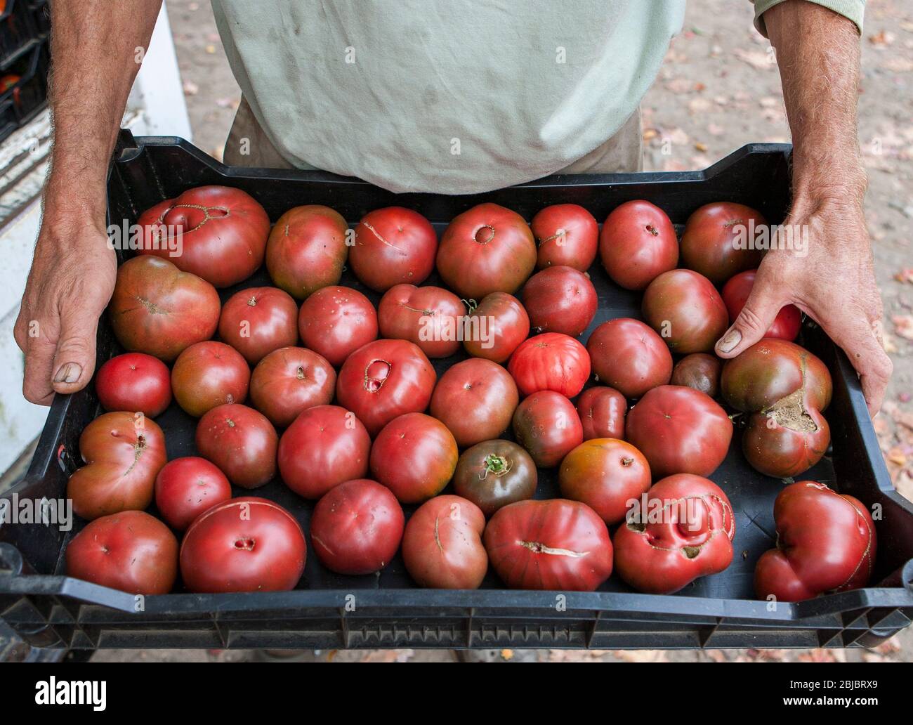 Ein Landwirt hält ein Tablett mit lokal angebauten Bio-Erbstück-Tomaten, die er auf einem lokalen Bauernmarkt in Madison, CT USA verkaufen will Stockfoto