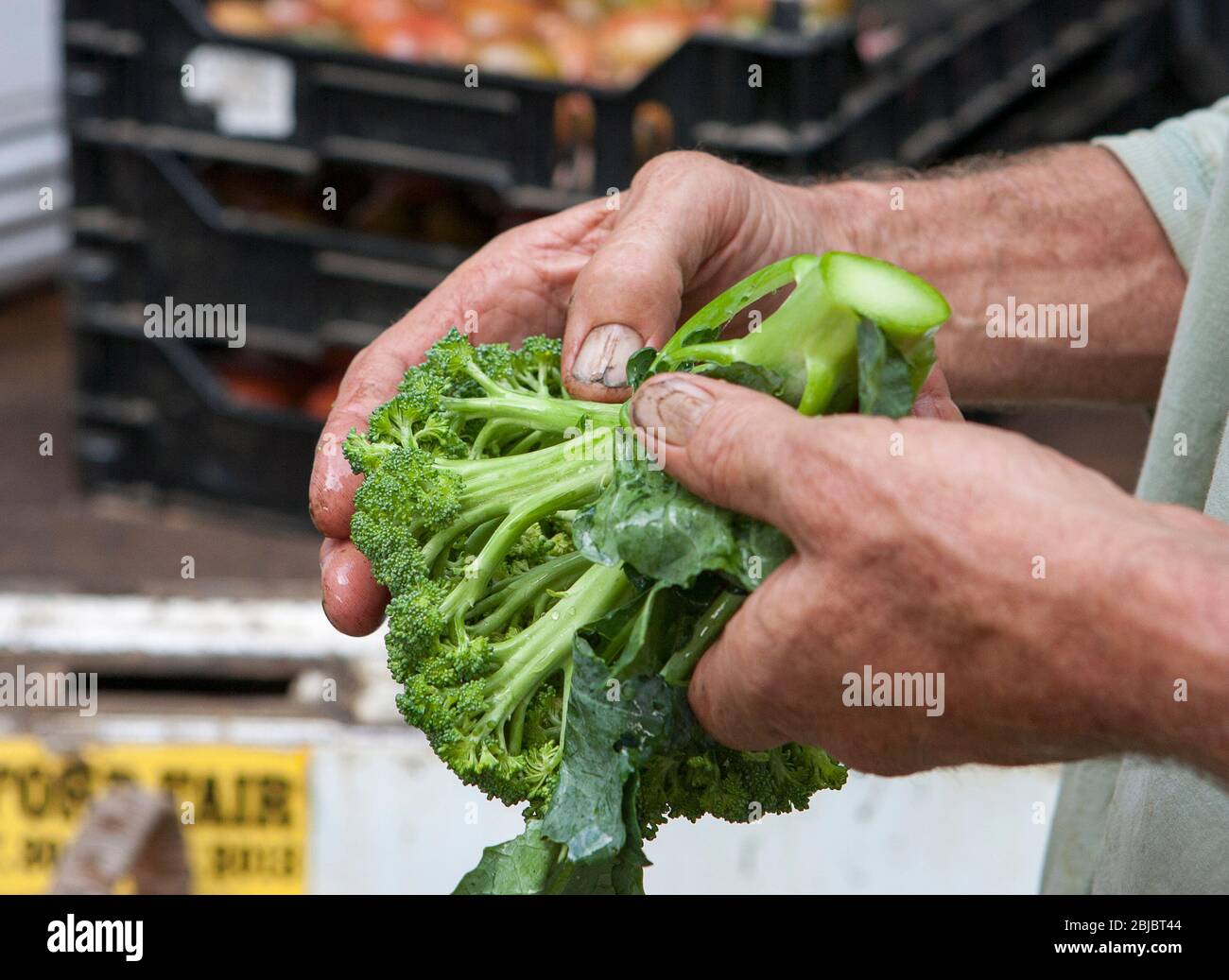 Ein Bauer mit aufgetrackten und schmutzigen Nägeln untersucht einen frischen Kopf aus Bio-Produkten auf Insekten, bevor er ihn in seinen Truck, Madison, CT, USA, verlädt Stockfoto