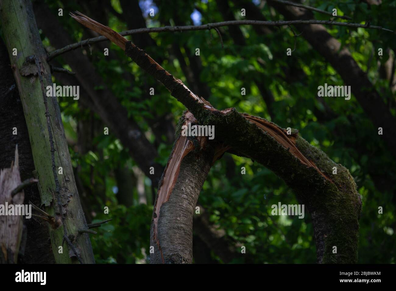 Abgebrochener Baum hängt nach einem Sturm noch an den letzten Überresten Stockfoto