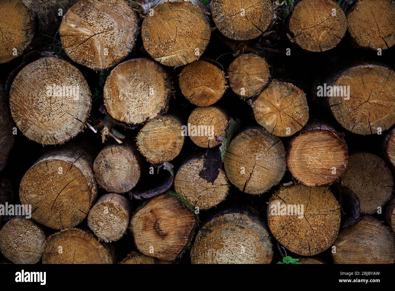 Schneiden Sie die Flächen von der Kettensäge auf den abgeflackten Bäumen im Holzstapel Stockfoto