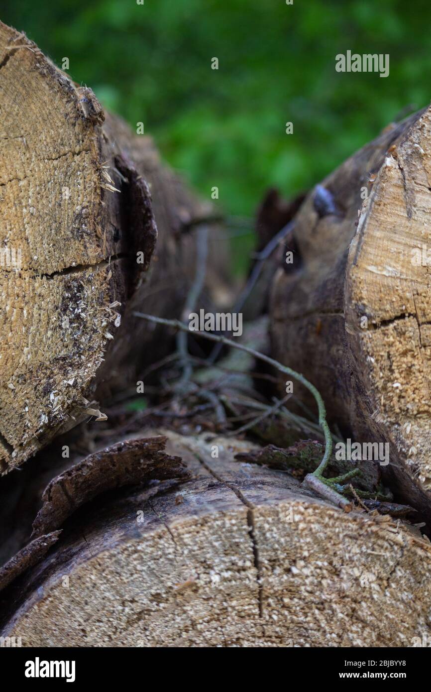 Holzreste zwischen zwei gestapelten Baumstämmen warten darauf, im Wald aufgenommen zu werden Stockfoto