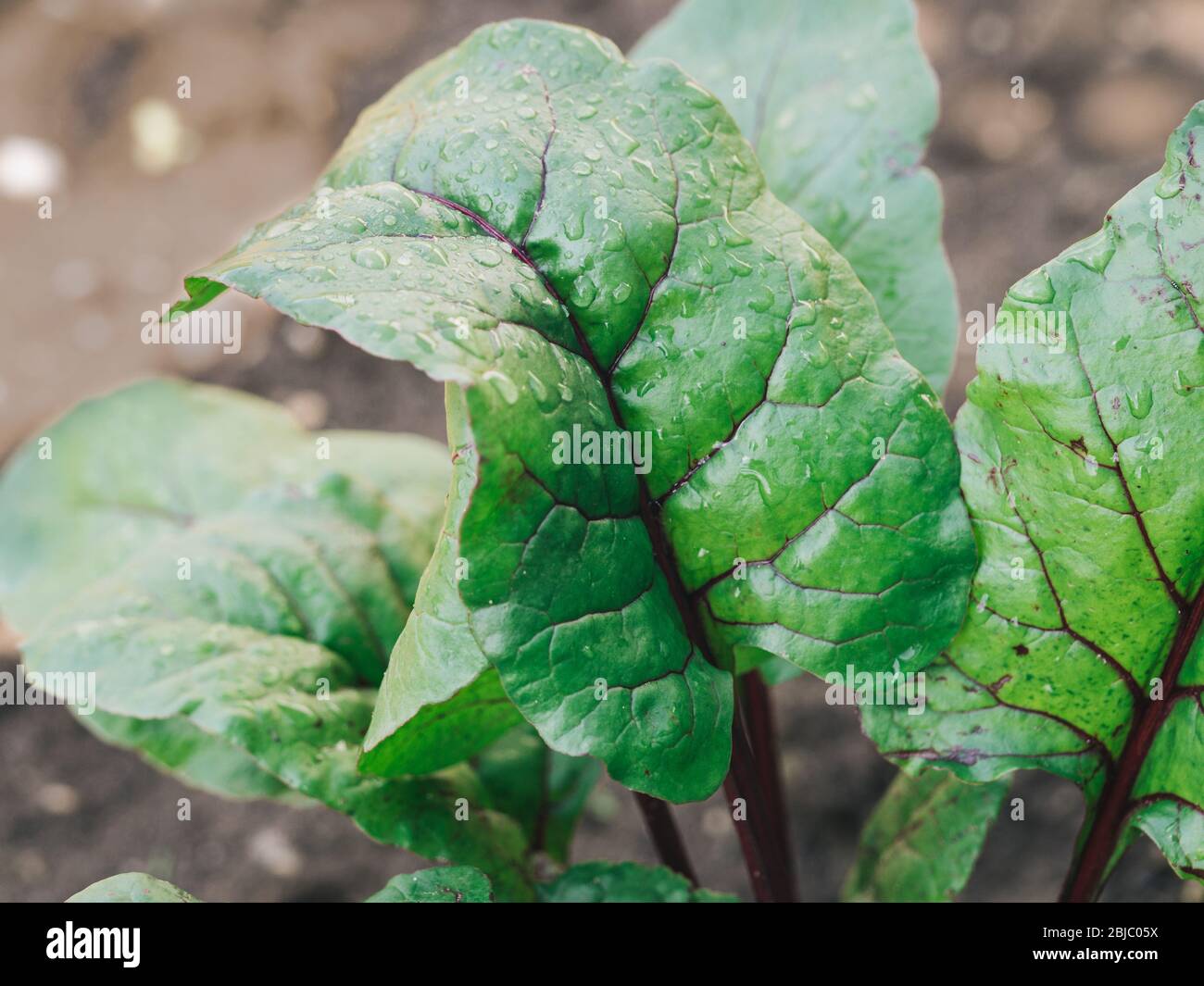 In Garden Angebaute organische Rüben. Rüben- oder Mantelblätter im Garten, natürliches Tageslicht. Platz für Text kopieren. Organisches Gemüse, veganes, Gemüsemarkt Konzept. Stockfoto