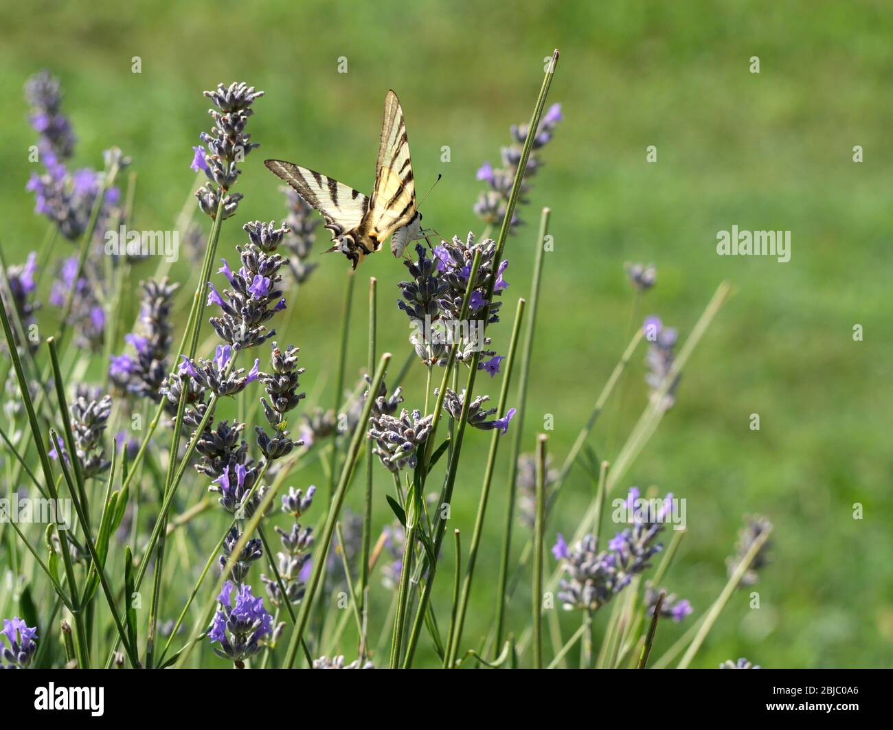 Gelb schwarzer Schmetterling genannt Schwalbenschwanz auf Lavendel mit verschwommenem grünen Hintergrund Stockfoto