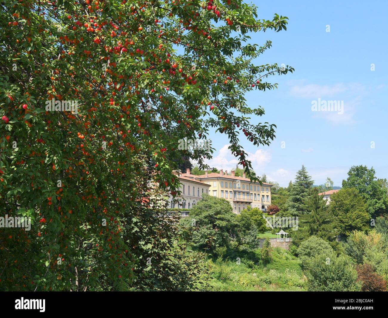 Üppige und reichlich Aprikosenbaum mit großen schönen Haus und Garten in Italien, Europa Stockfoto
