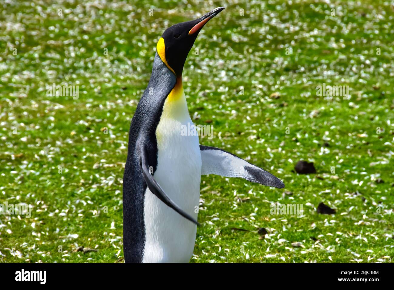 King Penguin unterwegs am Volunteer Point, Falkland Islands. Stockfoto