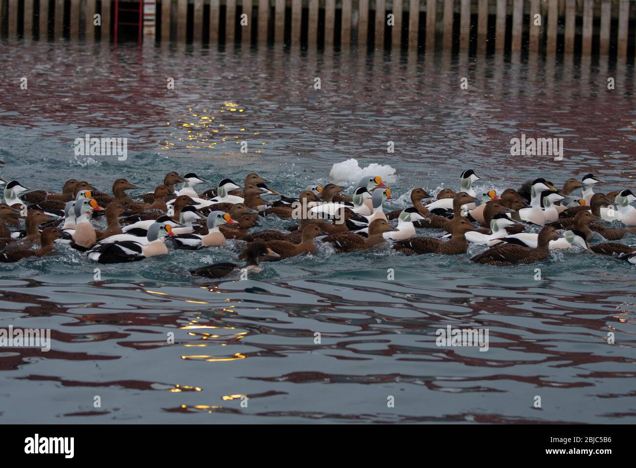 Eider King (Somateria spectabilis) und Eider common (Somateria mollissima), gemischte Floßschwimmen im Hafen von Båtsfjord, früh am Morgen, Båtsfjord Stockfoto