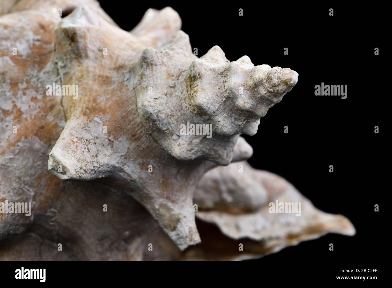 Tropische Muschel isoliert auf schwarzem Hintergrund. Karibische Königin Conch in Nahaufnahme Makrofotografie. Stockfoto