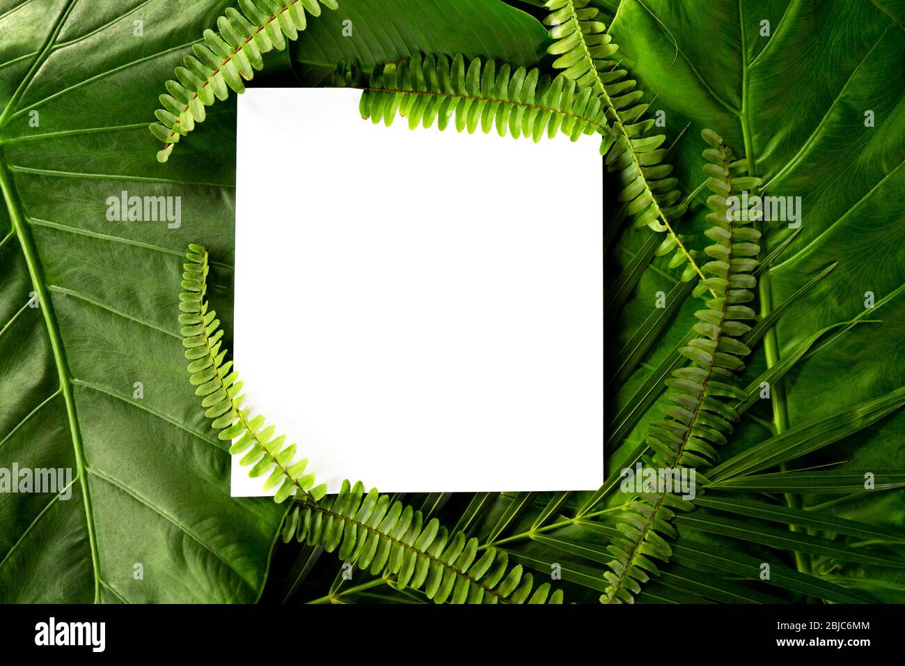 Palmblätter und Farnblätter mit weißem Papier kopieren Raum Hintergrund. Design tropischer botanischer Natur. Flach liegend, Draufsicht, Stockfoto