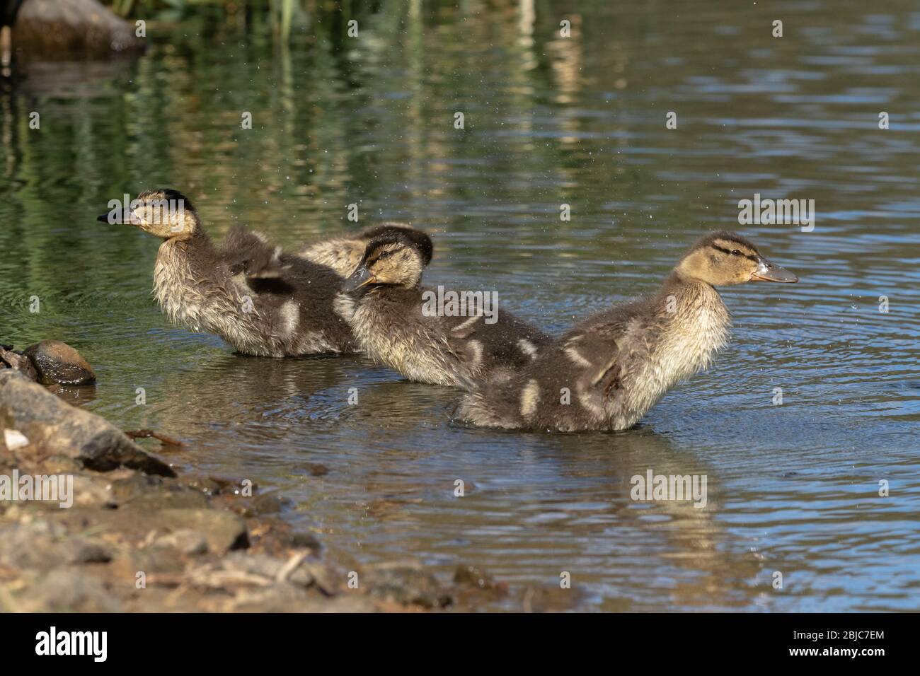 Baby Enten Stockfotos und -bilder Kaufen - Alamy