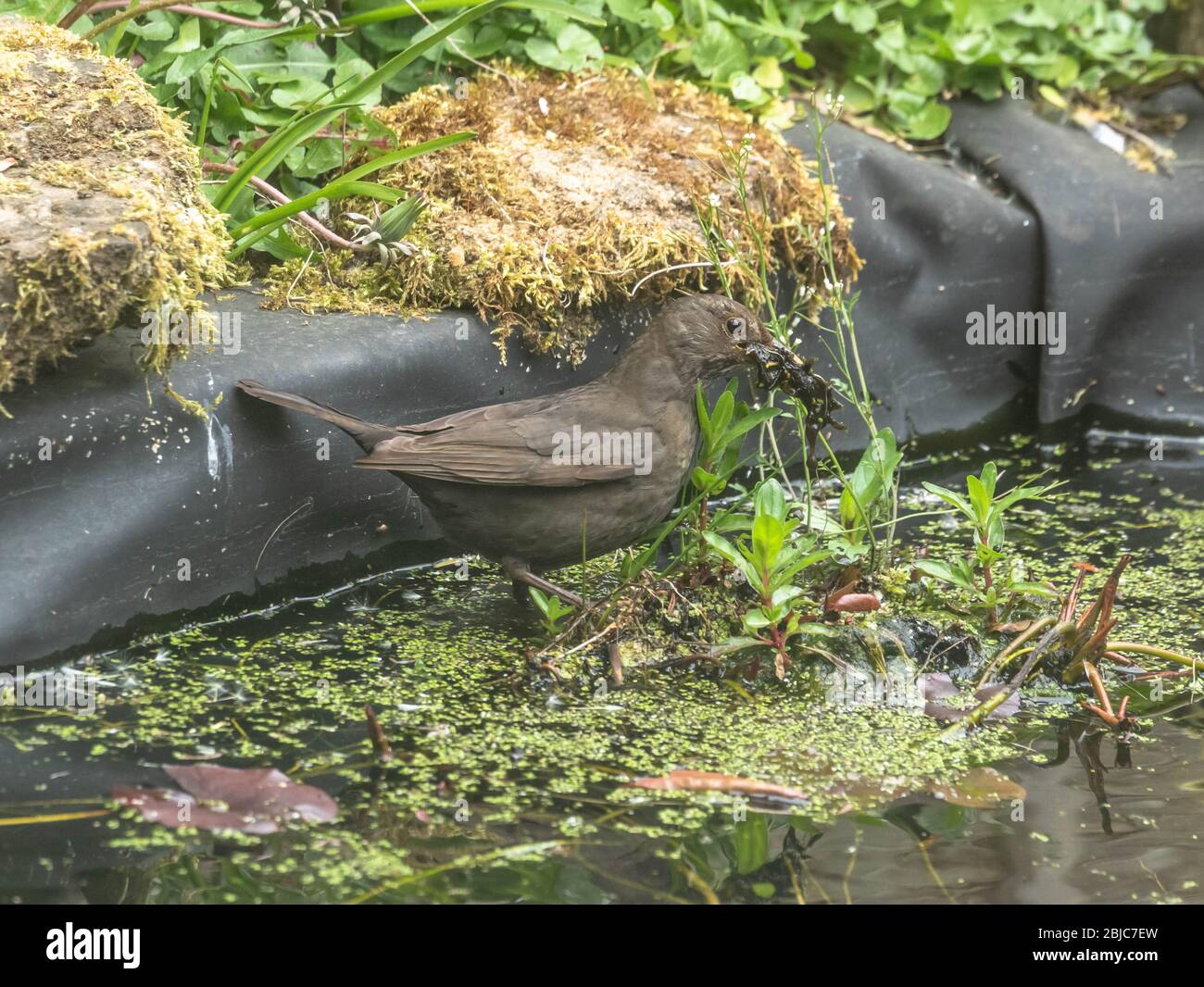Garten Vogel Verschachtelung Stockfotos und bilder Kaufen Alamy