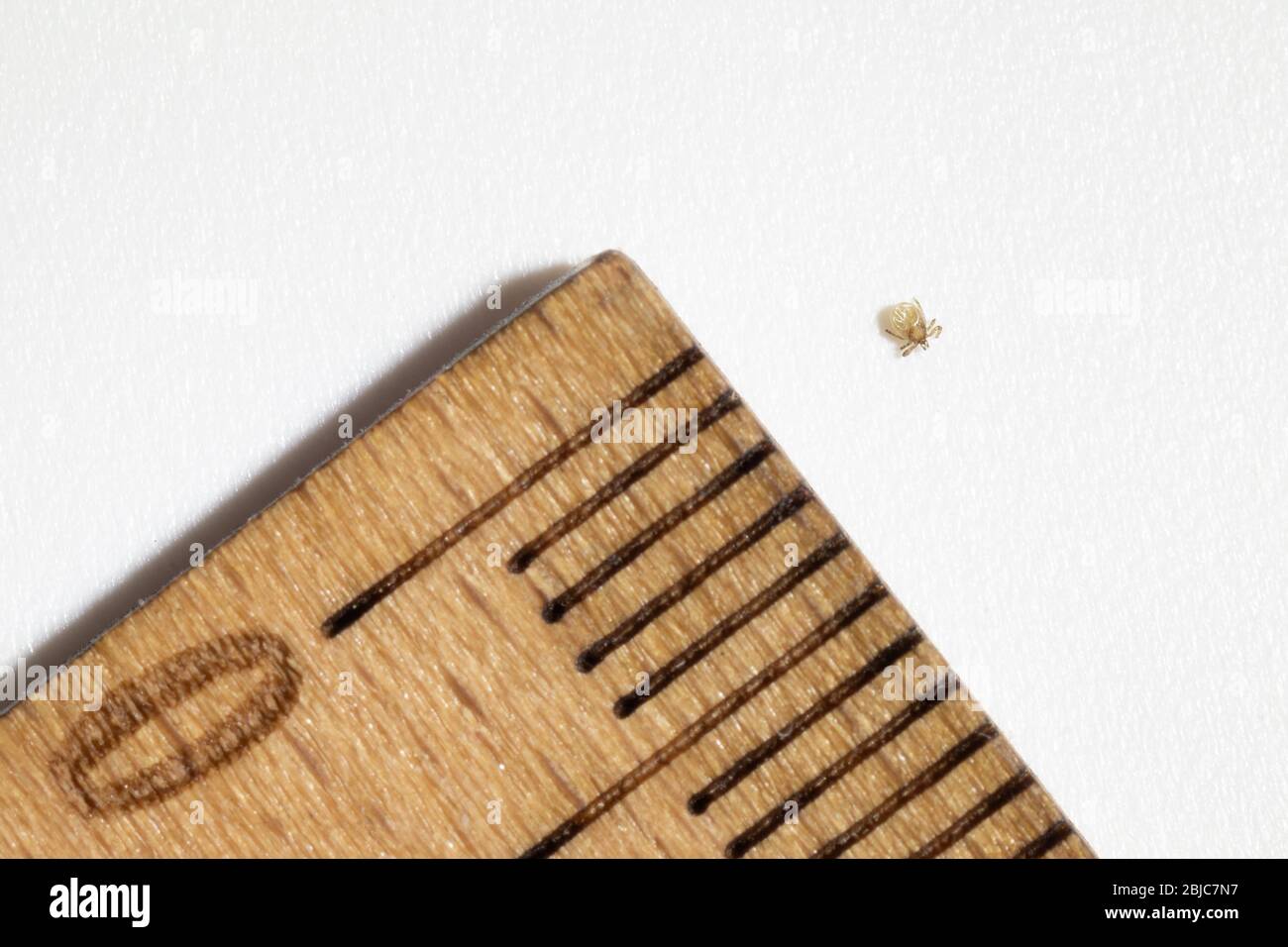 Nahaufnahme von winzigen Zeckennymphe neben dem Holzlineal mit Millimeter-Skala auf weiß isoliert. Parasiten, Enzephalitis, lyme-Borreliose, Impfung und h Stockfoto