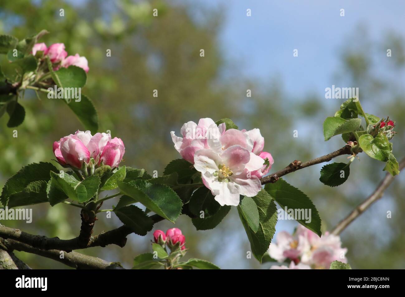 Nahaufnahme von rosa und roten Blüten und grünen Blättern an einem kleinen Zweig eines Bramley Apfelbaums, Malus domestica, in einem Garten in der Sonne an einem Frühlingstag. Stockfoto