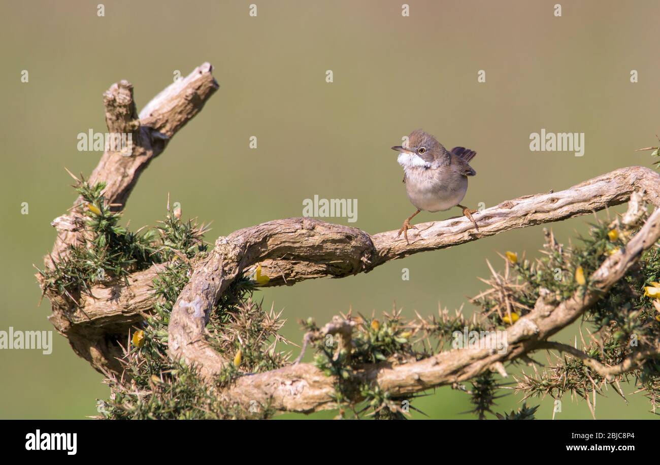 Sylvia Communis, eine gewöhnliche Whitethroat-Singvogel-Vogelin, in einer aggressiven Haltung gegenüber einem alten Gorse Bush, der sein Territorium verteidigt. Aufgenommen bei Stanpit Marsh UK Stockfoto