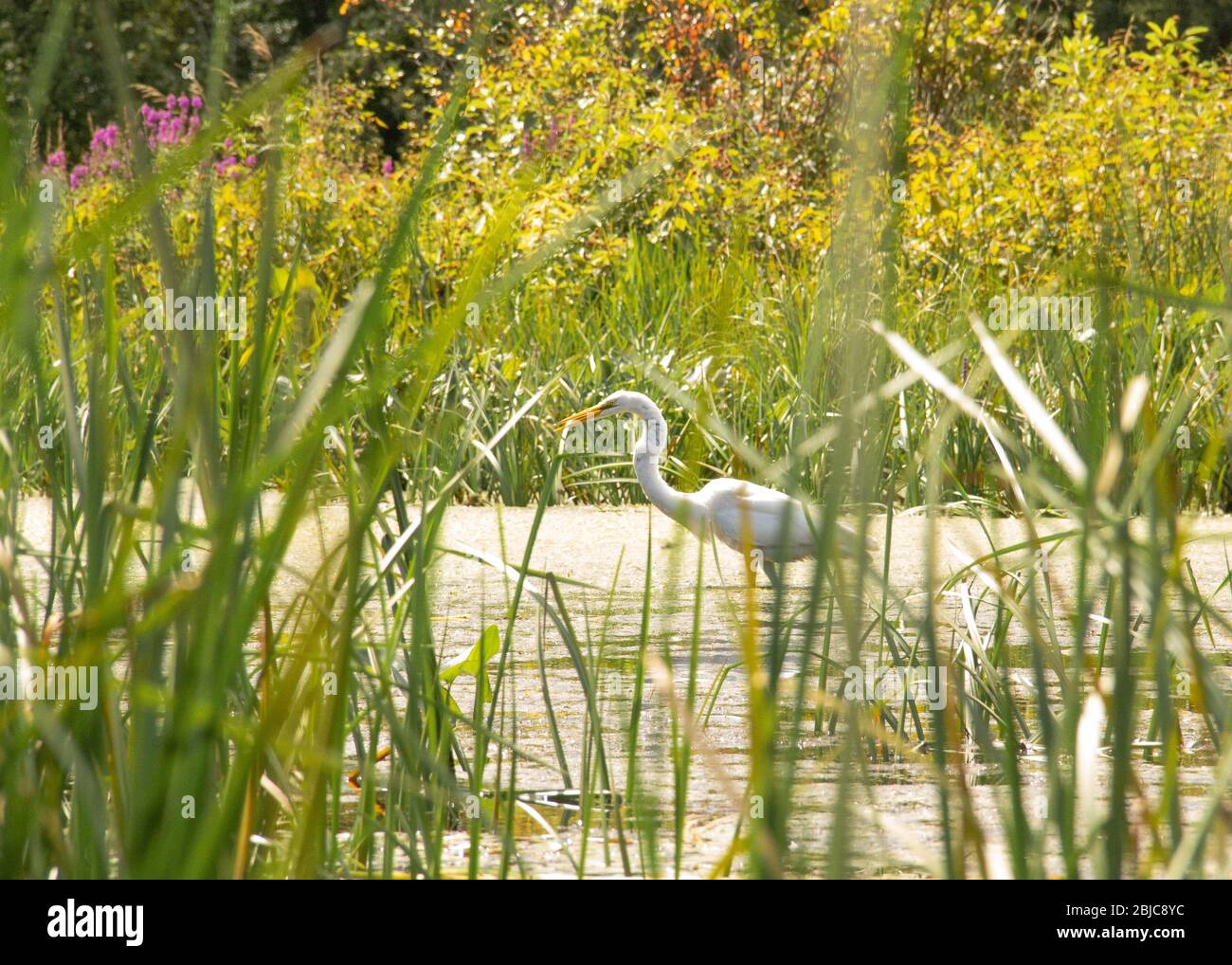 Ein Reiher jagt zum Abendessen in der Nashua River Watershed Stockfoto