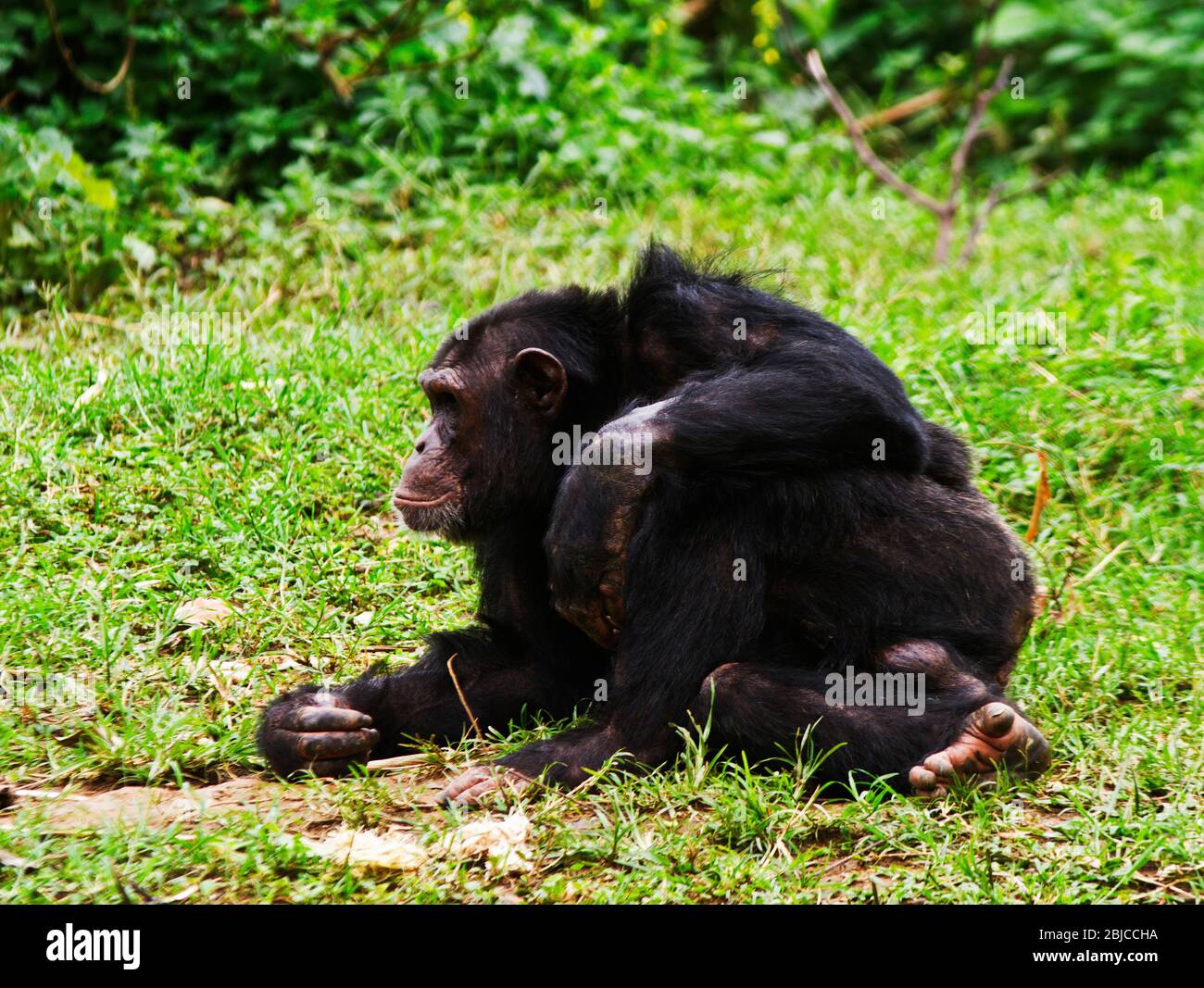 Ein reifer Rüde Chimpanzee entspannt sich während einer Siesta während der Hitze des Tages. Männchen sind immer wachsam und bereit, die Weibchen und Jungen zu schützen Stockfoto