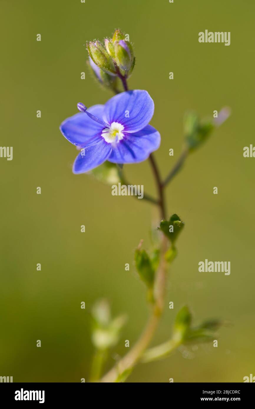 Viola odorata oder Holz violett oder süß violett oder gemeinsam Violett Stockfoto
