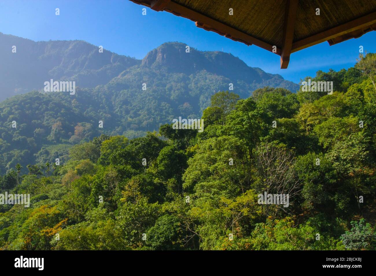 Landschaftlich reizvolle Aussicht auf den Bergdschungel in Coonoor (Tamil Nadu, Indien) Stockfoto