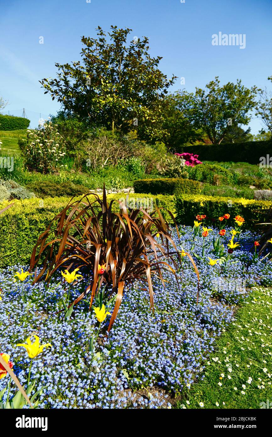 Myosotis / Vergiss mich nicht Blumenbeet in versunkenem Garten in Calverley Gelände, Royal Tunbridge Wells, Kent, England Stockfoto