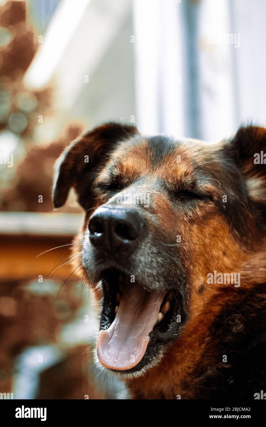 Hund gähnt im Garten Stockfotografie - Alamy