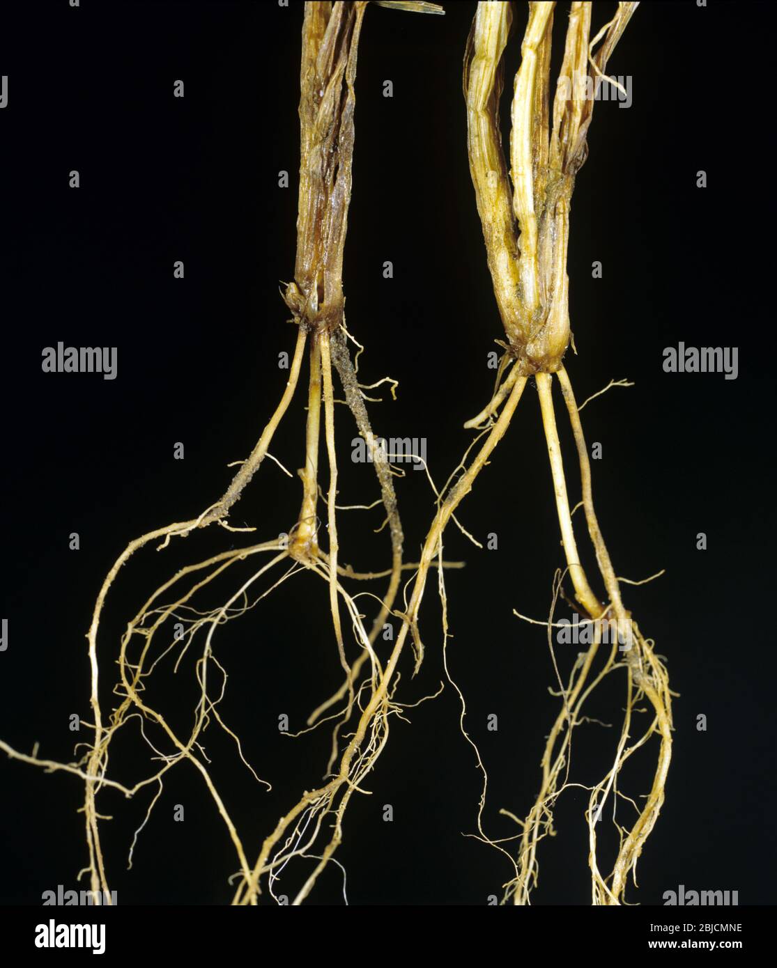 Rosa Schneeform (Monographella nivalis) & komplexe Krankheit auf Sämling Weizenwurzeln & Stammbasis Stockfoto
