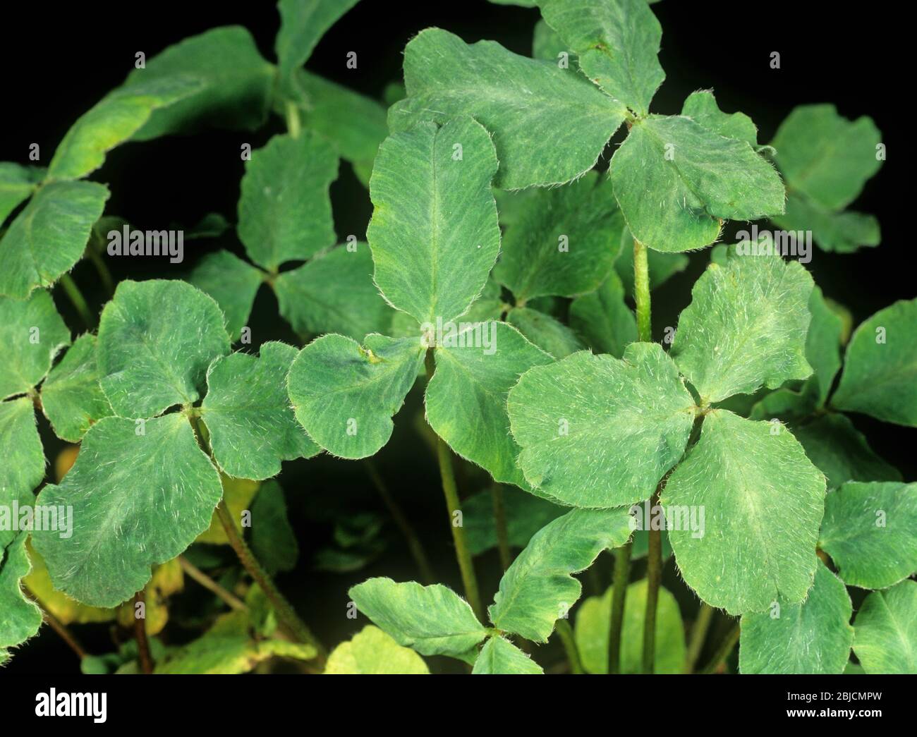 Unterirdischer Klee Stunt Virus Schaden (SCSV) und Verzerrung zu rotem Klee (Trifolium pratense) Blätter Stockfoto
